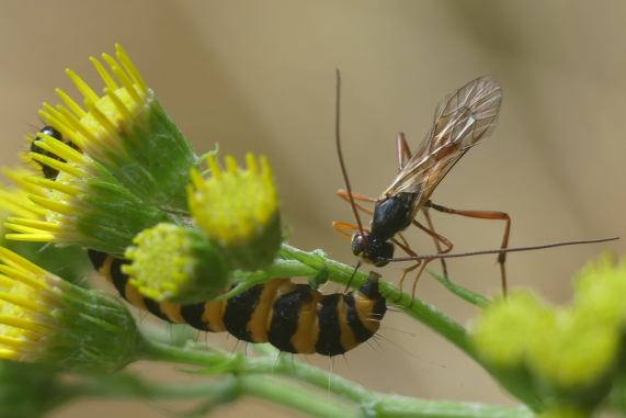 Ichneumon and Cinnabar Moth larva