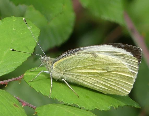 Large White butterfly
