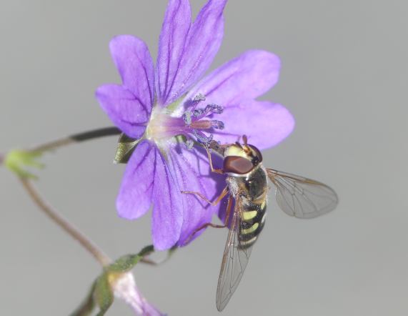 Hoverfly - Eupeodes luniger female
