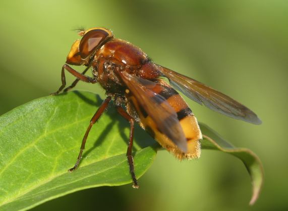 Hoverfly - Volucella zonaria - female