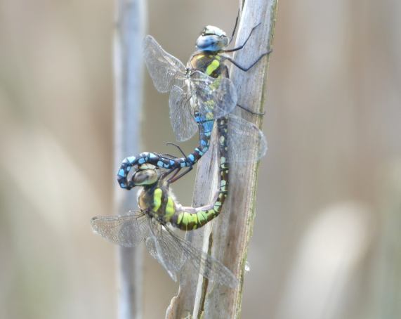 Migrant Hawkers mating