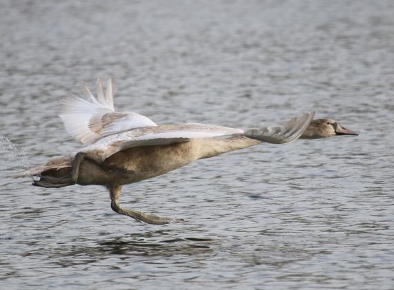 Mute swan - cygnet taking off