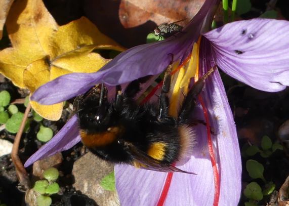 White-tailed Bumble-bee Queen