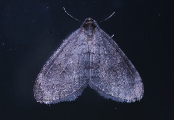 Winter Moth - Operophtera brumata