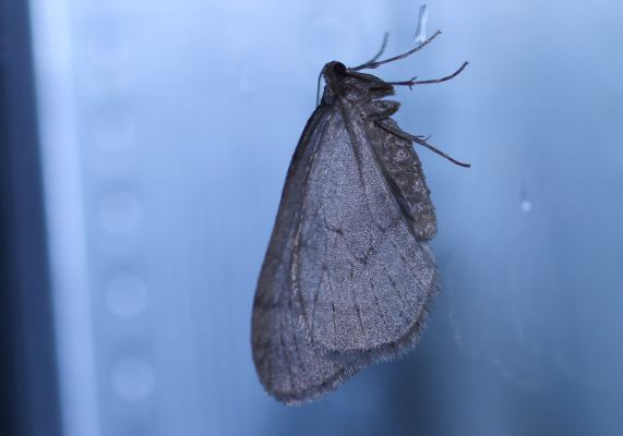 Winter moth - Operophtera brumata