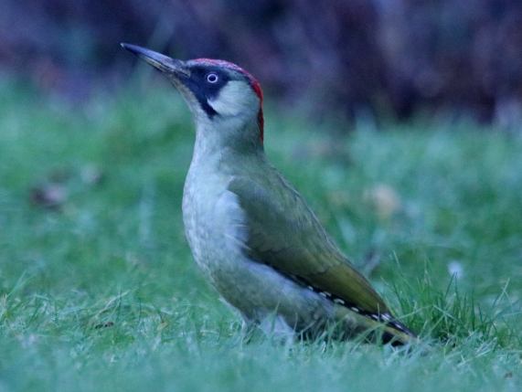Green Woodpecker - female