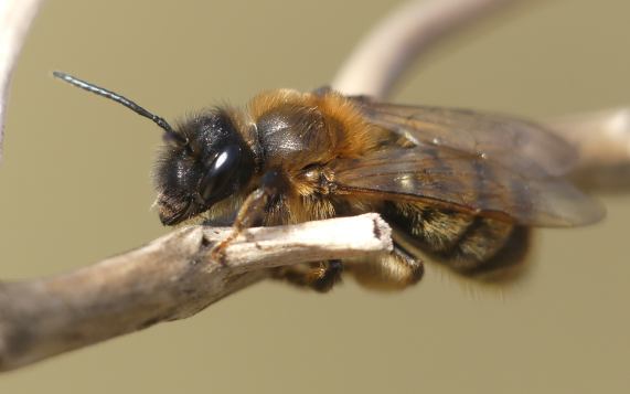 Chocolate Mining Bee - Andrena scotica