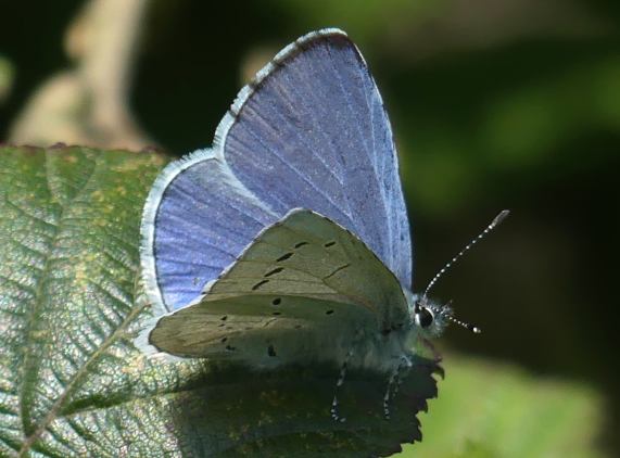 Holly Blue butterfly - male