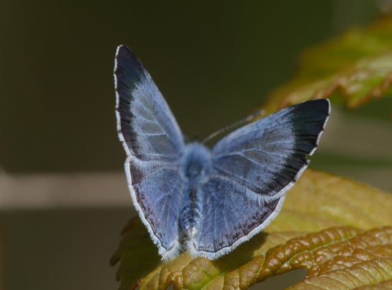Holly Blue butterfly - female