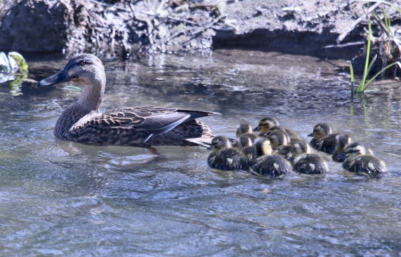 Mallard with ducklings