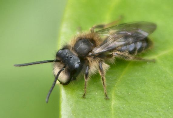 Tawny Mining Bee - Andrena fulva, male
