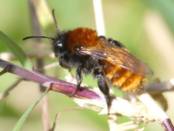 Tawny mining bee - female