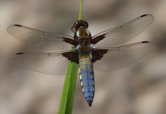 Broad-bodied Chaser male
