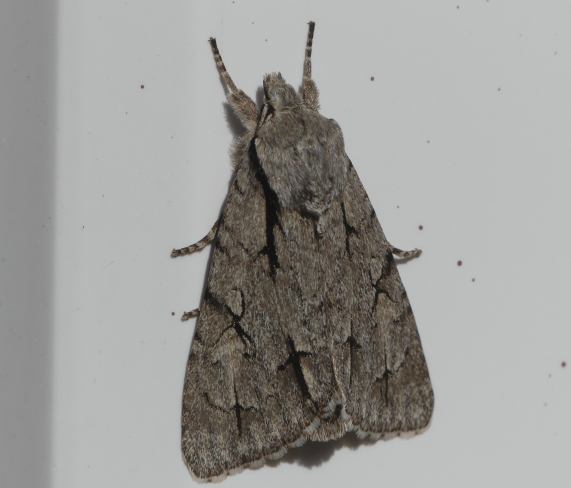 Dagger Moth (Dark or Grey)