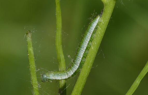 Orange-tip larva