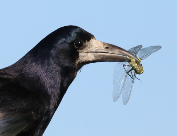 Rook with Southern Hawker Dragonfly