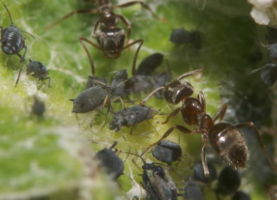Ants tending Aphids