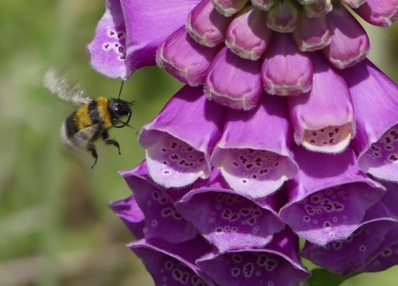 Foxgloves with Bumble-bee