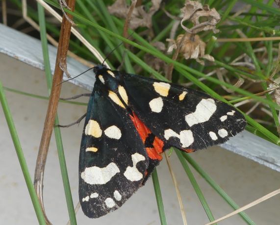 Scarlet Tiger Moth