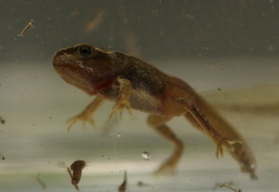 Frog tadpole