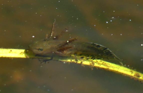 Great Crested Newt Eft