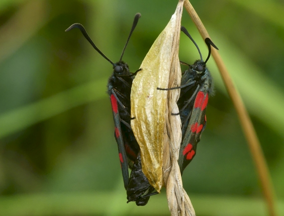 Six-spot Burnet Moths