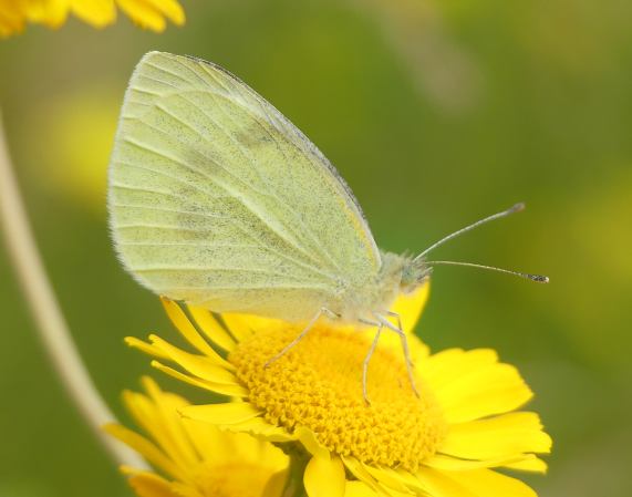 Small White butterfly