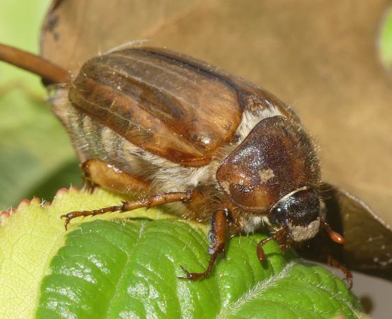 Summer Chafer beetle