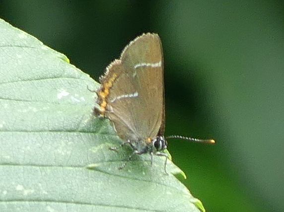 White-letter Hairstreak butterfly