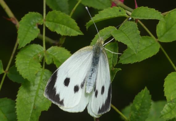 Large White butterfly - female