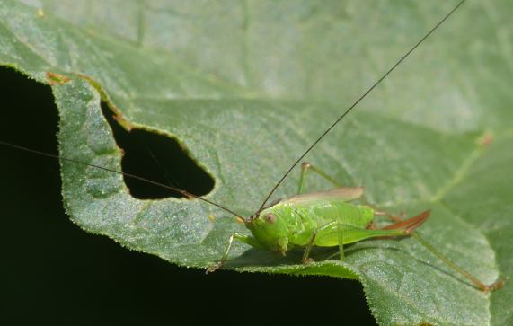 Long-winged Conehead - female