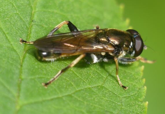 Hoverfly - Xylota segnis