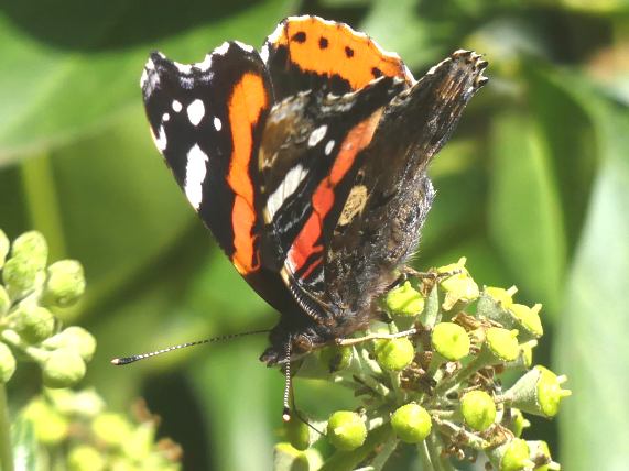Red Admiral butterfly
