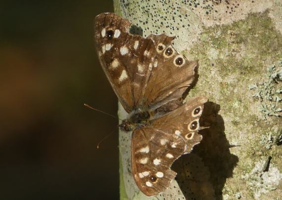 Speckled Wood butterfly