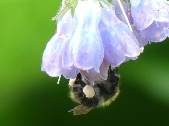 Bumble-bee on Comfrey