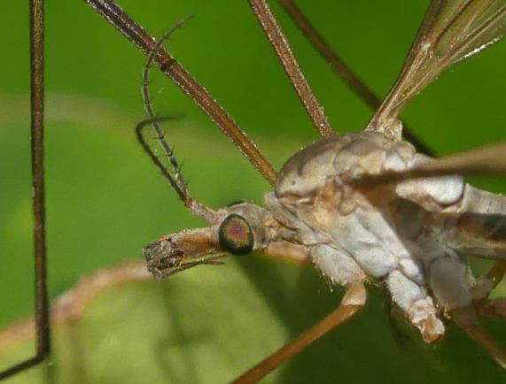 Cranefly - close-up