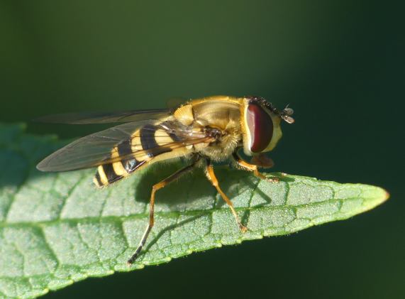 Hoverfly - Syrphini
