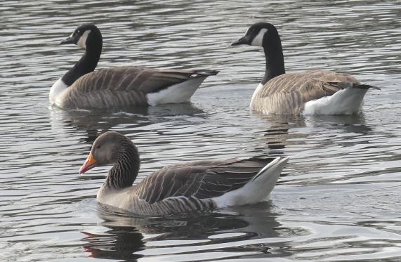 Greylag goose and Canada geese