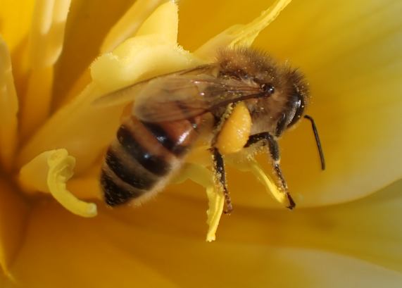 Honey
                  bee