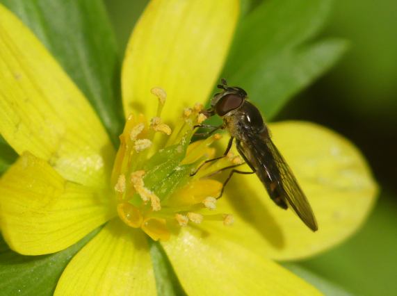 Hoverfly
                  - Meliscaeva auricollis