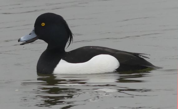 Tufted
                  Duck