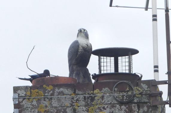 Magpie and
                  fake Peregrine Falcon