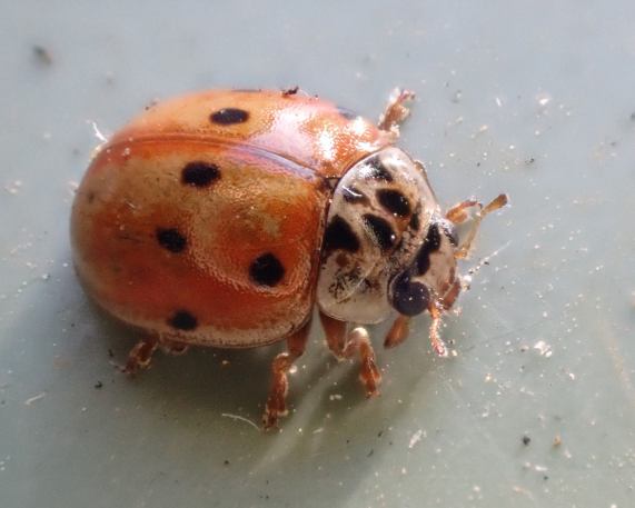 10-spot Ladybird - Adalia decempunctata