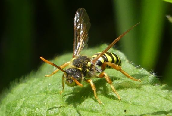 Nomad
                  Bee - Gooden's Nomad Bee