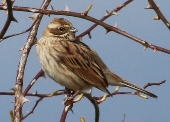 Reed
                  Bunting female