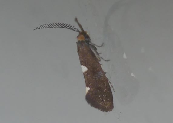 Micromoth - Incurvaria masculella