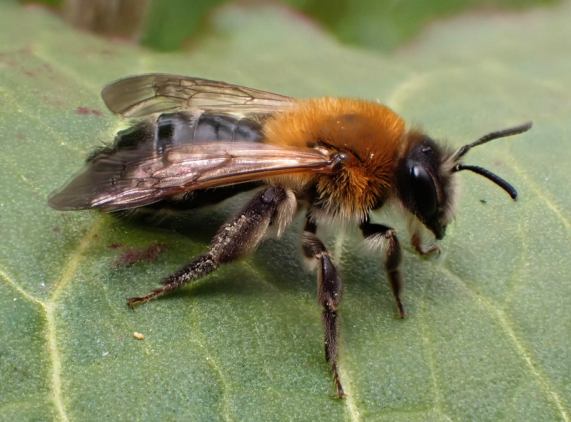 Mining
                  Bee - Andrena nitida female