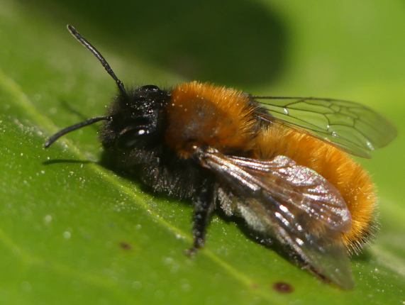 Tawny Mining Bee - Andrena fulva female