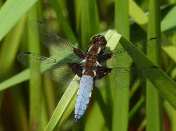 Broad-boided Chaser dragonfly