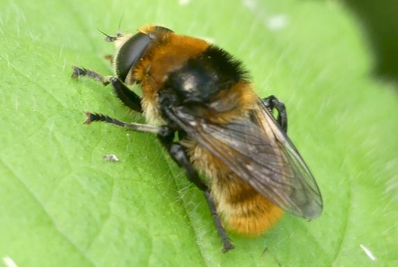 Hoverfly - bee mimic